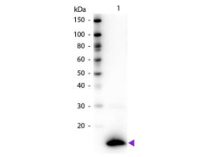 TSLP antibody (biotin) 100 µg