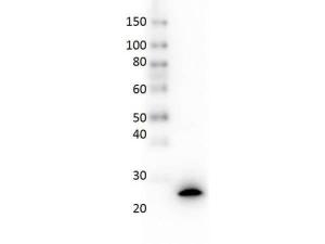 EBI-3 antibody 25 µl