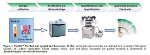Figure 1. ExoStdTM Purified and Lyophilized Exosomes. Purified & lyophilized exosomes are obtained from a variety of biological sources: cell culture supernatant, human plasma, serum, urine and saliva. Exosomes are purified following a combination of µltracentrifugation & microfiltration steps