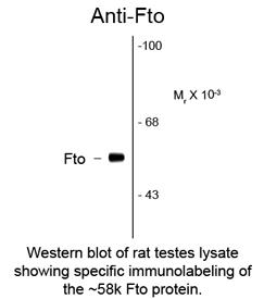 Western blot of rat testes lysate showing specific immunolabeling of the ~58k Fto protein.