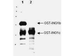 Antibody (goat) ING1 P33 100 µg