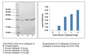 Fig 1- SDS-PAGE (15%) of m-Cathepsin K: M: Protein Marker 1: Mouse Cathepsin K (5 ?g)<br />2: Mouse Cathepsin K (10 ?g)3: Mouse Cathepsin K (15 ?g). Fig 2 - Measurement of m-Cathepsin K activity by Cathepsin K Activity Assay Kit (K141-100).