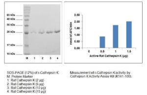 Fig 1 - SDS-PAGE (12%) of r-Cathepsin K: M: Protein Marker 1: Rat Cathepsin K (2 ?g)<br />2: Rat Cathepsin K (5 ?g) 3: Rat Cathepsin K (10 ?g) 4: Rat Cathepsin K (15 ?g). Fig 2- Measurement of r-Cathepsin K activity by Cathepsin K Activity Assay Kit (K141-100).