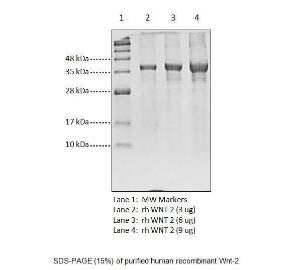 SDS-PAGE (15%) of purified human recombinant Wnt-2