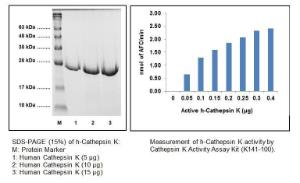 Fig 1 - SDS-PAGE (15%) of h-Cathepsin K: M: Protein Marker 1: Human Cathepsin K (5 ?g) 2: Human Cathepsin K (10 ?g) 3: Human Cathepsin K (15 ?g). Fig 2- Measurement of h- Cathepsin K activity by Cathepsin K Activity Assay Kit (K141-100).