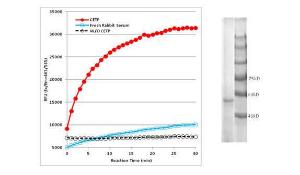 CETP Activity Assay: The CETP activity was detected with CETP Activity AK (Biovision Cat. K601-100) with 8 µg of protein CETP in the buffer 10 mM Tris, pH 7.5, 150 mM NaCl, 2 mM EDTA. The fresh rabbit serum (3 µl) and non-CETP background were used as positive and negative controls, respectively