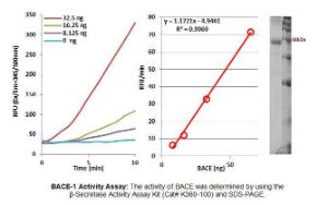 BACE-1 Activity Assay: The activity of BACE was determined by using the<br />?-Secretase Activity Assay Kit (Cat# K360-100) and SDS-PAGE.