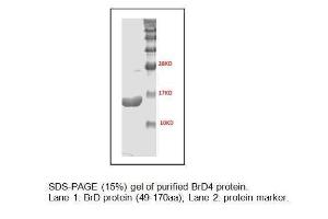 SDS-PAGE (15%) gel of purified BrD4 protein.<br />Lane 1: BrD protein (49-170aa); Lane 2: protein marker.