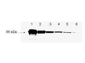 Anti-FLAG conjugated proteins rabbit polyclonal antibody