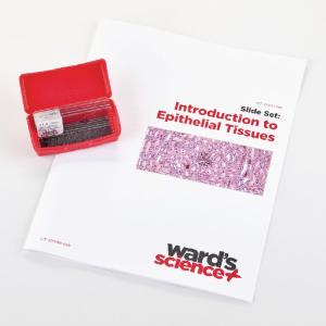Introductory Epithelial Tissues Slide Set