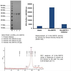 Fig 1 - SDS-PAGE (4-20%) of h-SIRT6. Fig 2 - Measurement of h-His-SIRT6 activity by activity by Sirtuin Activity Assay Kit (K324-100). SEC analysis of h-His-SIRT6 using a Superose 6 column at 0.5 ml/min in 50 mM Tris and 0.25 M NaCl pH 7.5