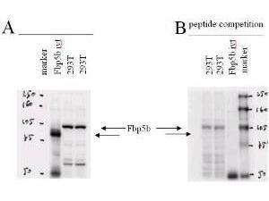 Antibody FBP5B (rabbit) 100 µg