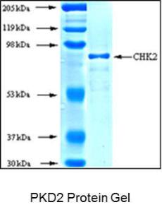 Recombinant Chk2 (active) (from Baculovirus (Sf9 Insect cells))