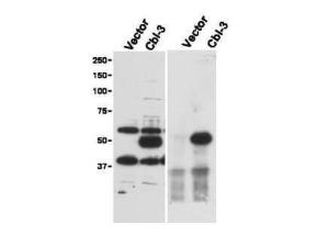 Anti-CBL-C antibody (rabbit)