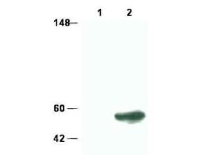 SMAD3 (rabbit) antibody 100 µg