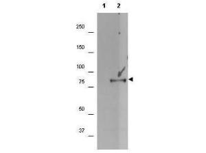 P90 RSK1 phospho S732 antibody