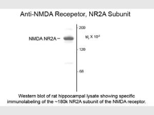 NMDA NR2A subunit antibody 10