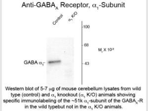 GABA(A) receptor alpha 1 ANTIB