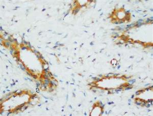 Anti-PP2A Rabbit Polyclonal Antibody