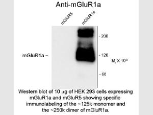 MGLUR1A antibody 100 µl