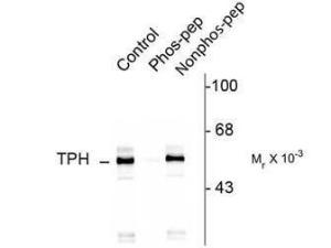 Tryptophan hydroxy phospho S26