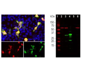 Left: HEK293 cells transfected with a mCherry (red), stained with chicken antibody to mCherry (green). Right: Western blot analysis of transfected and control HEK293 cell lysates, and recombinant proteins (green). Blot was simµltaneously probed with an antibody to HSP60 (red).