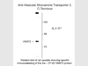 VMAT2 antibody 100 µl