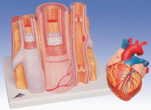 3B Scientific® Basic Circulatory System Bundle
