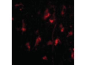 ATG12 N-TERM antibody 100 μg