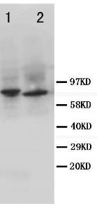 Anti-TNFR2 Rabbit Polyclonal Antibody