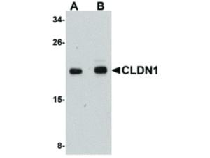 CLDN1 antibody 100 μg