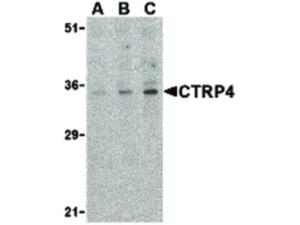 CTRP4 antibody C-Term 100 μg