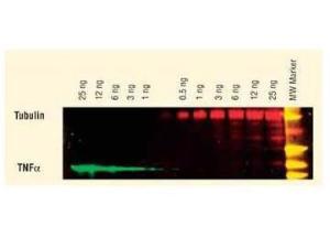 Human IGG (H and L) antibody549 CO