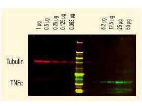Human IGG (H and L) antibody680 CO