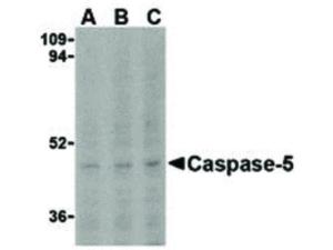 CASPASE-5 antibody N-TERM 100 μg