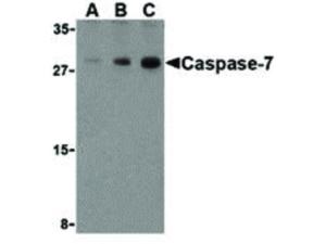 CASPASE-7 antibody C-Term 100 μg