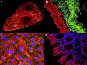 Mouse IGG2A antibody 500 µg