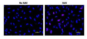 Bucculite xdu cell proliferation fluorescence imaging kit deep red fluorescence