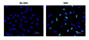 Bucculite xdu cell proliferation fluorescence imaging kit green fluorescence