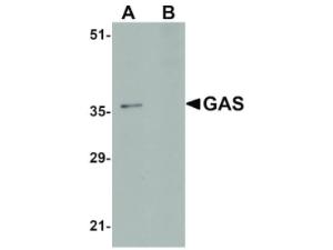 GAS antibody 100 μg