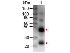 Anti-IgG Rabbit Polyclonal Antibody (Biotin)