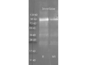 Invertase antibody 25 μl