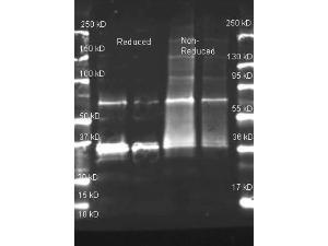 Uricase antibody HRP 25 μl