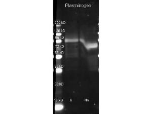 Plasminogen antibody HRP 100 μg