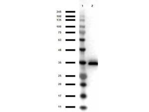 G3PD antibody HRP 100 μg