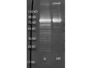 MAPA antibody HRP 100 μg