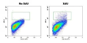 Proliferation kit bucc µlite xdu cell