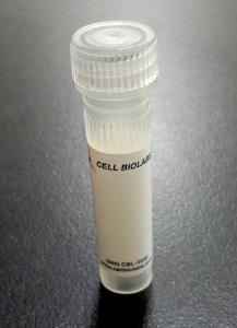 SNL Passage-Independent Feeder Cells, Cell Biolabs