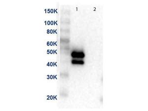 MEK1 C-Term antibody 25 μl