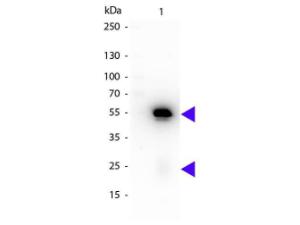 Rabbit IGG (H and L) antibody PERO